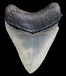 Venice Megalodon Tooth - Great Serrations! #9936-2
